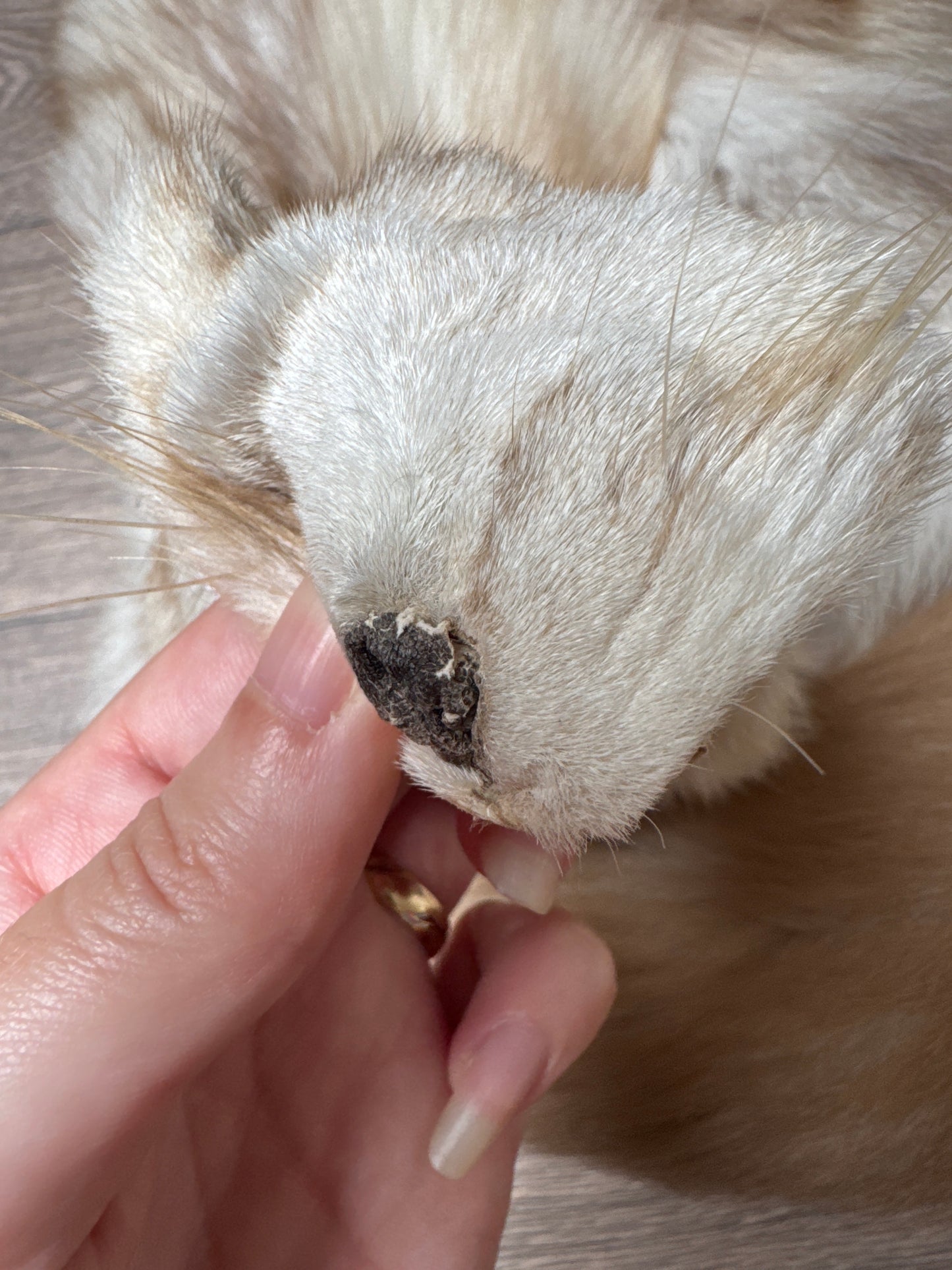 Smokey Snow Glow fox pelt (5)
