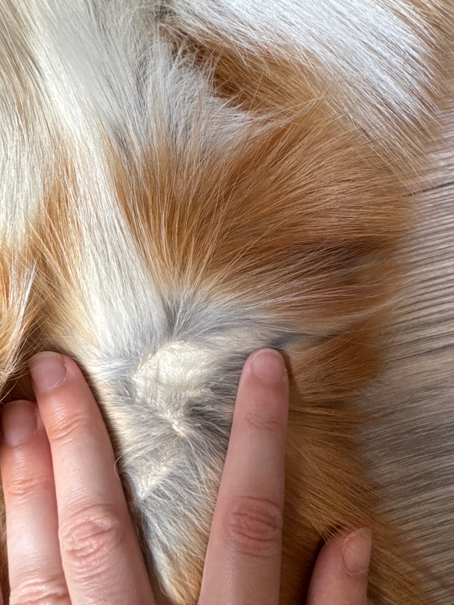 Gold fox pelt (47)