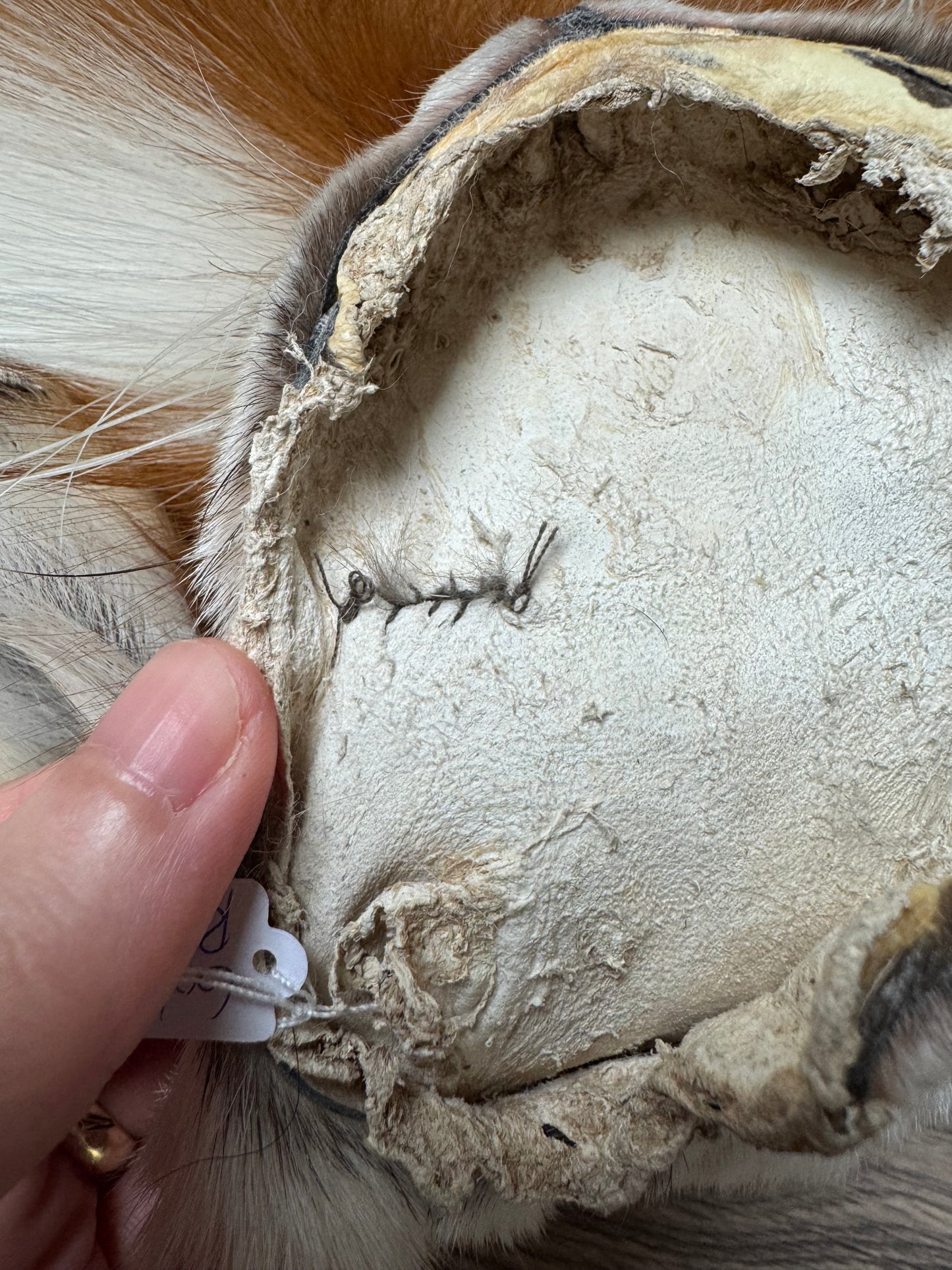 Male Gold Ringneck fox mountable pelt (tag 1)