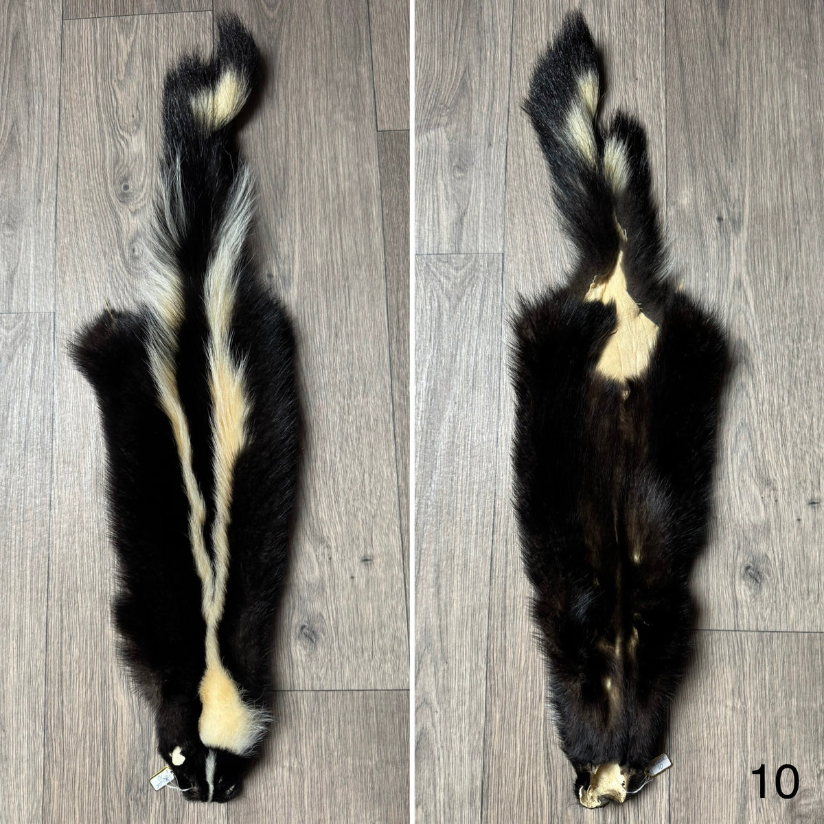 Skunk pelt (10)