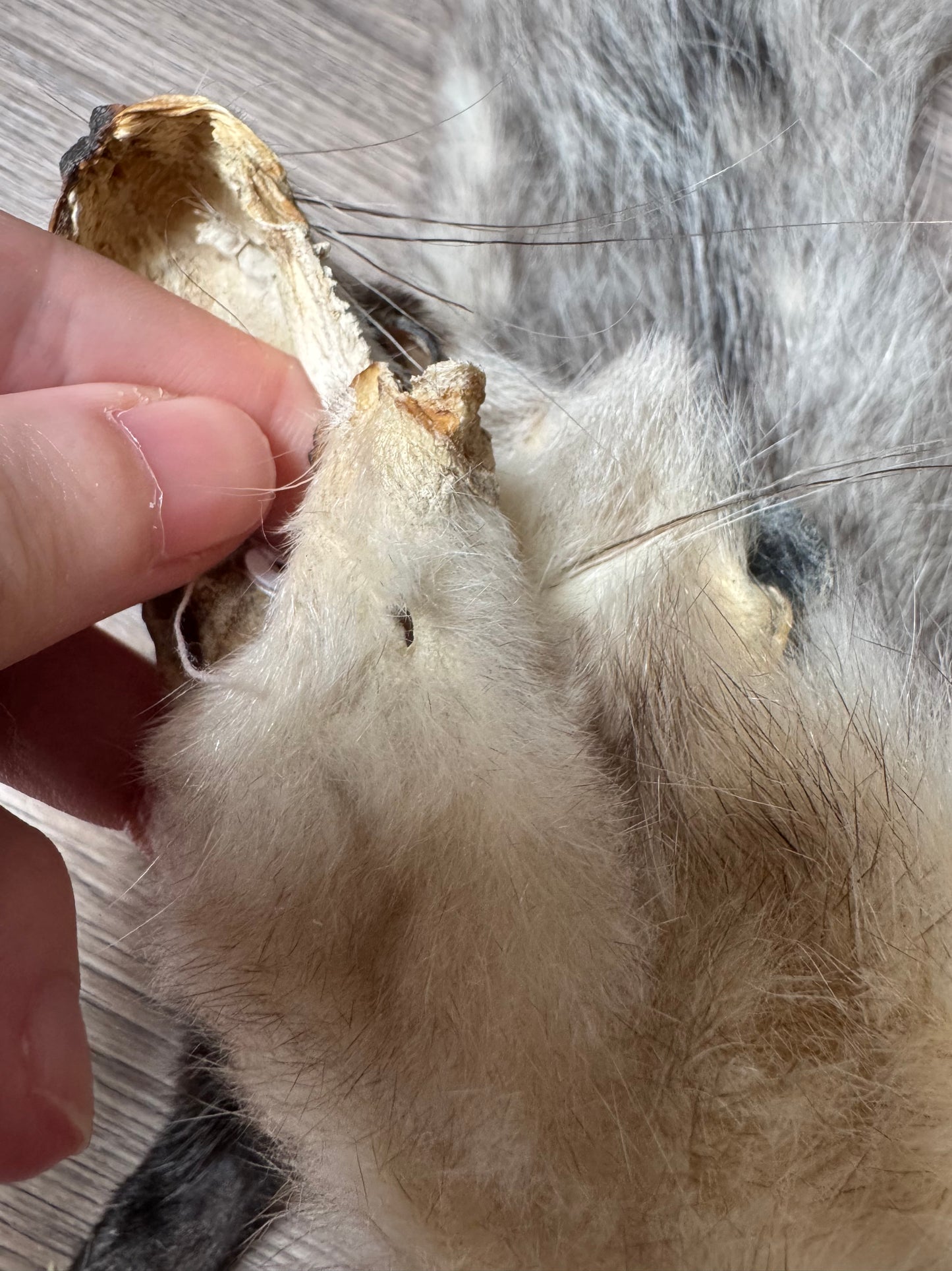 Female opossum mountable pelt (10)