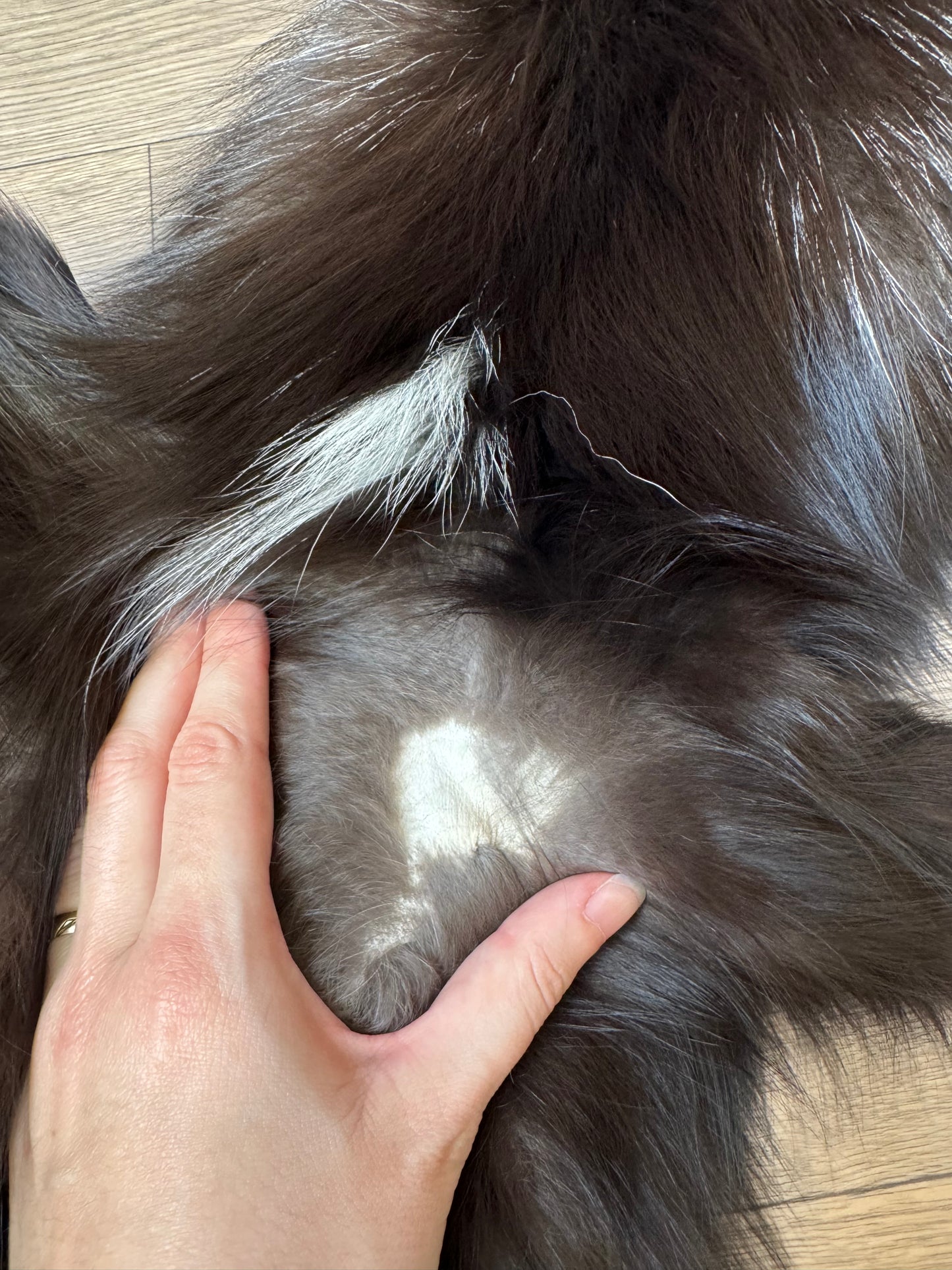 Silver fox pelt (12)