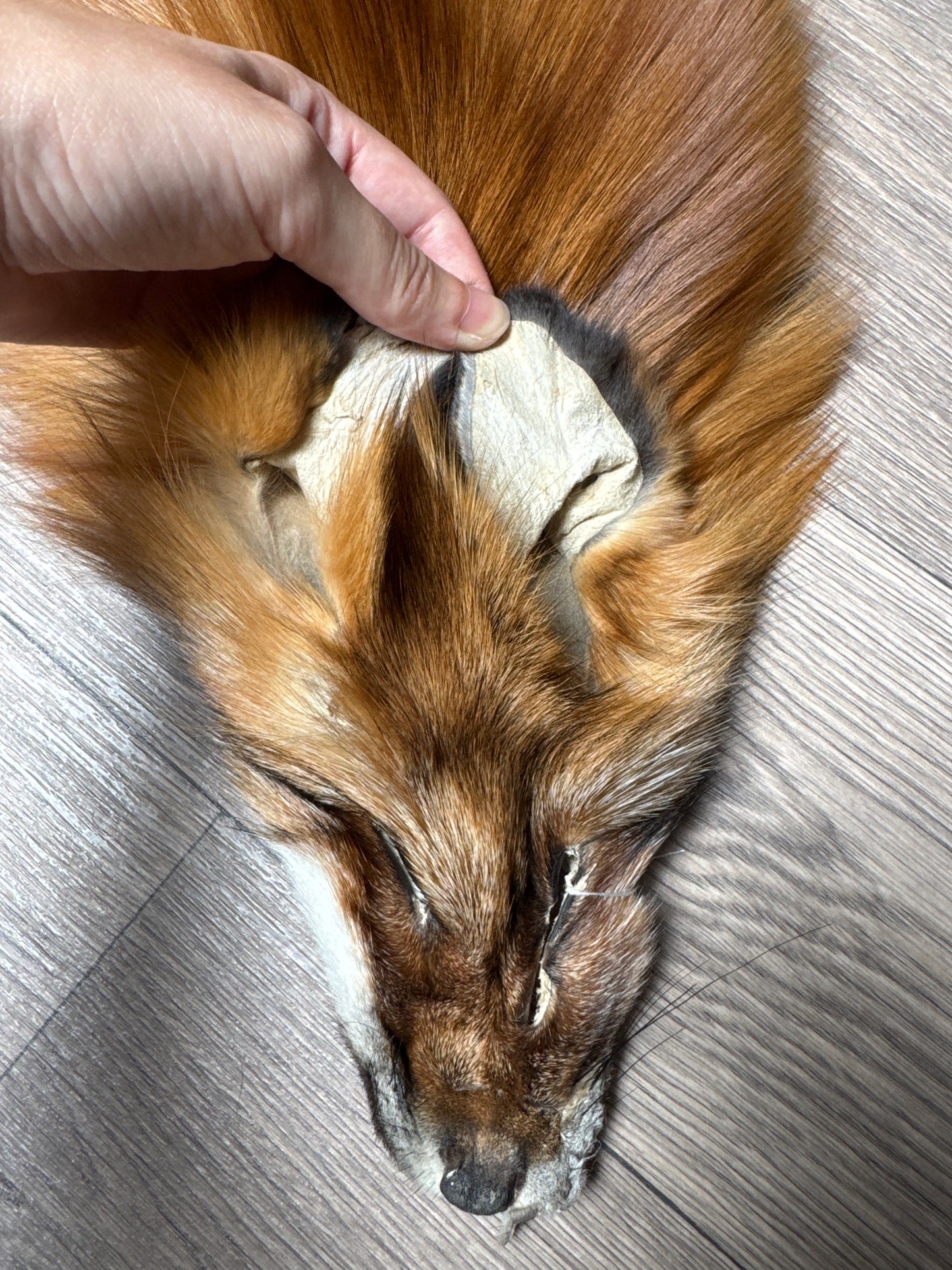 Gold fox pelt (49)