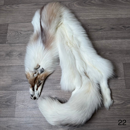 Sun Glow fox pelt (22)