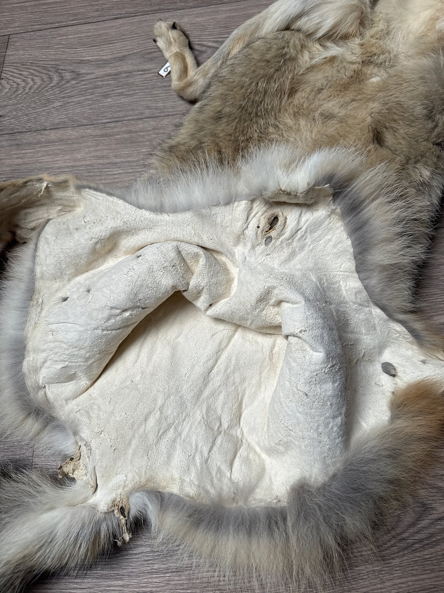 Female coyote mountable pelt (6)
