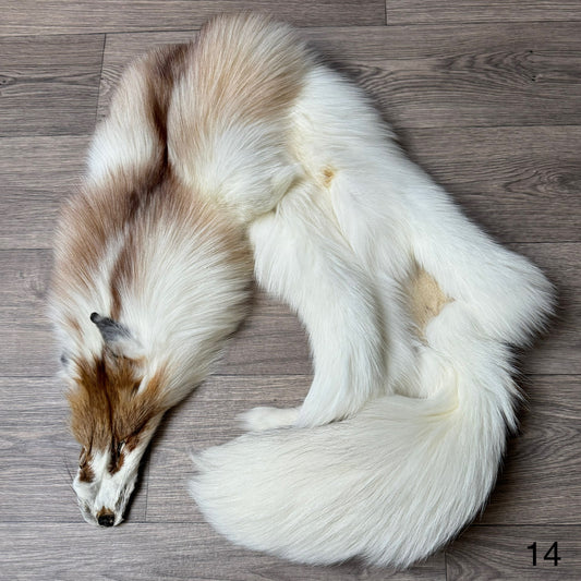 Sun Glow fox pelt (14)