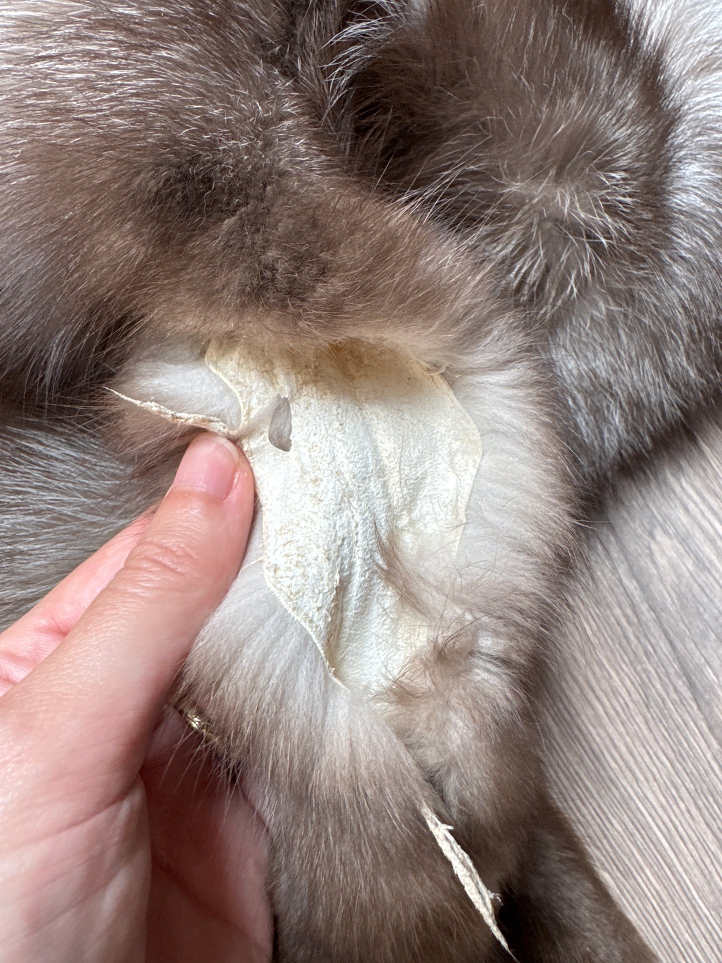 Male Polish Pastel mountable pelt (tag 25)