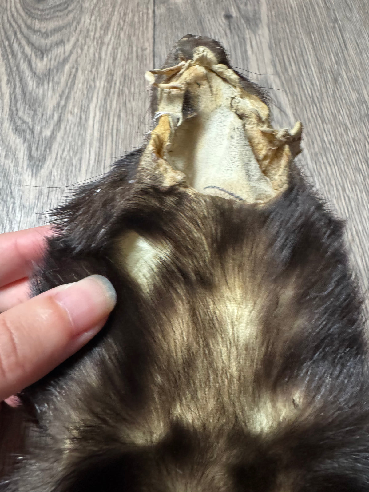 Skunk pelt (5)