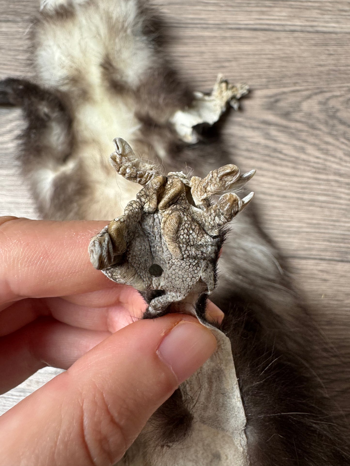 Male opossum mountable pelt (2)