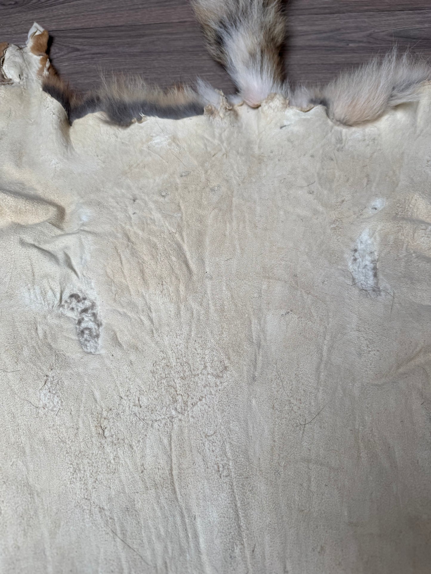 Coyote pelt (3)