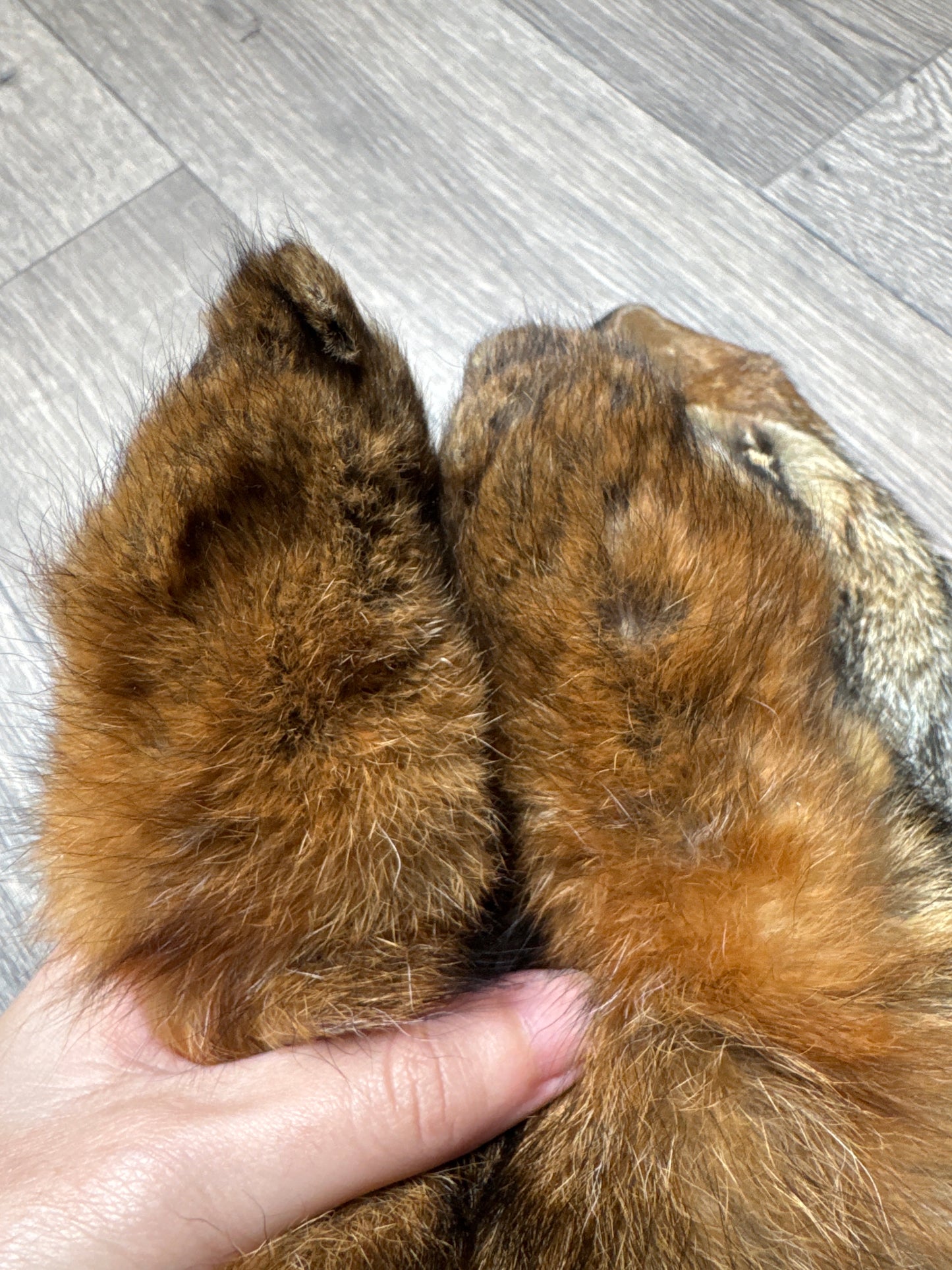 Male coyote mountable pelt (11)