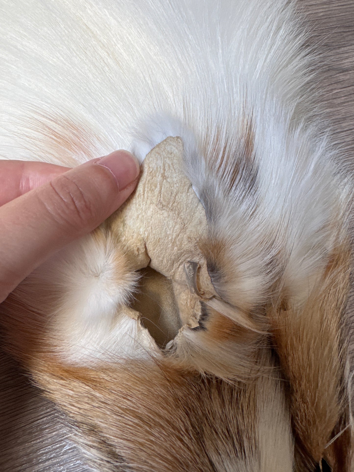 Sun Glow fox pelt (26)