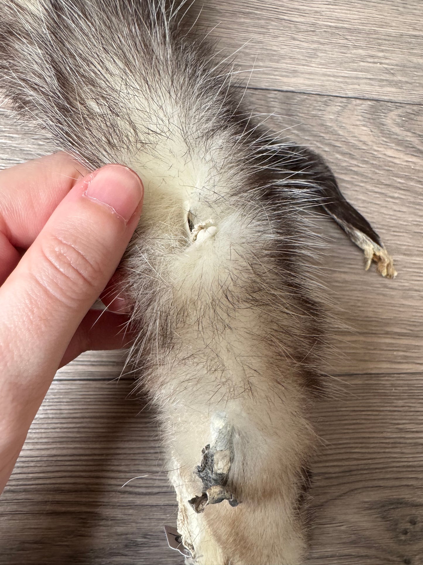 Male opossum mountable pelt (12)