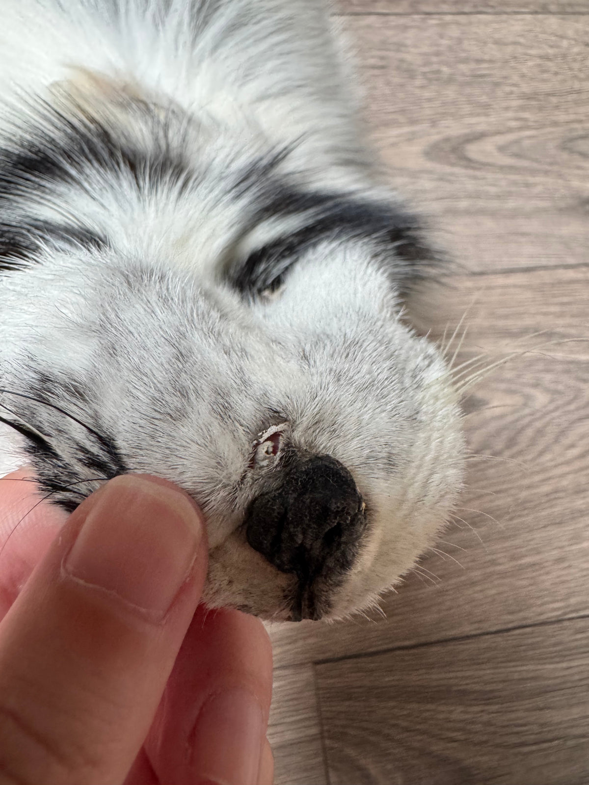 Arctic Marble fox pelt (39)