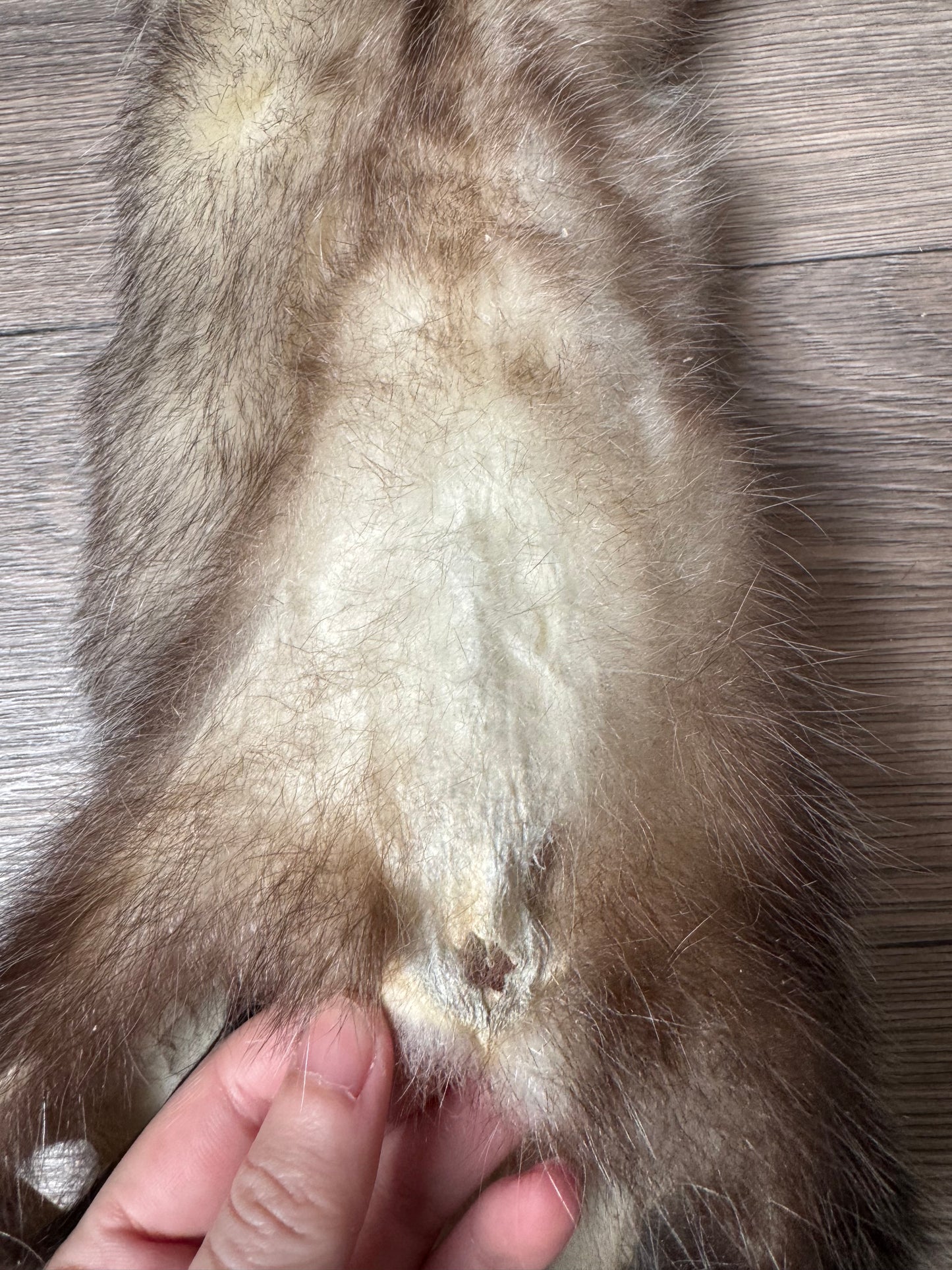 Male opossum mountable pelt (12)