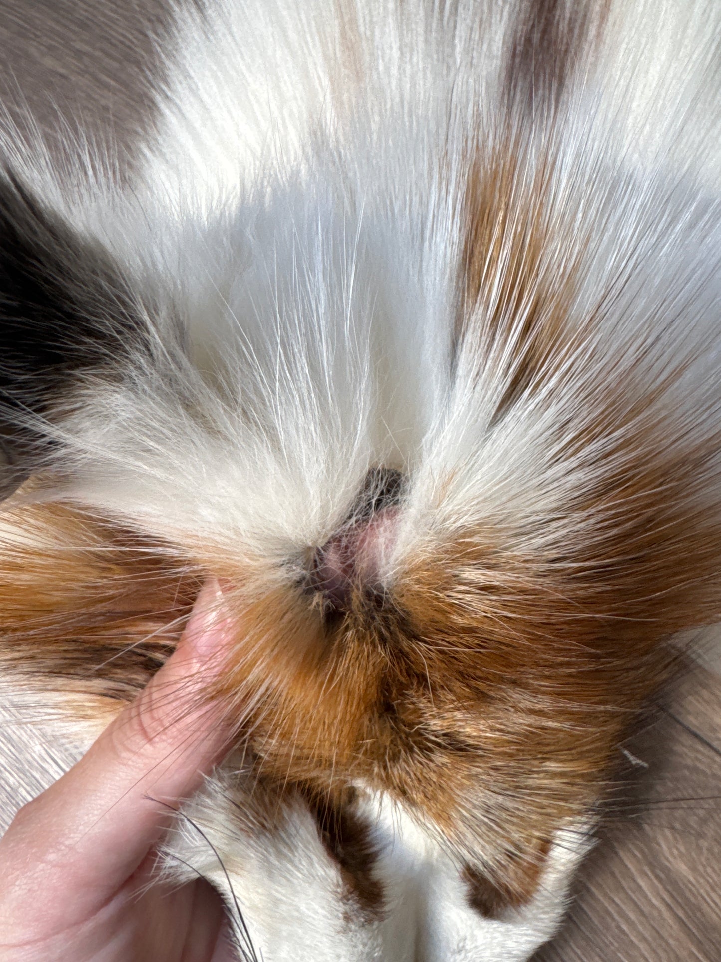 Sun Glow fox pelt (4)