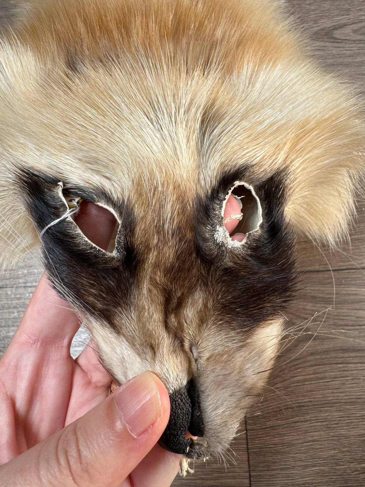 Arctic tanuki pelt (10)