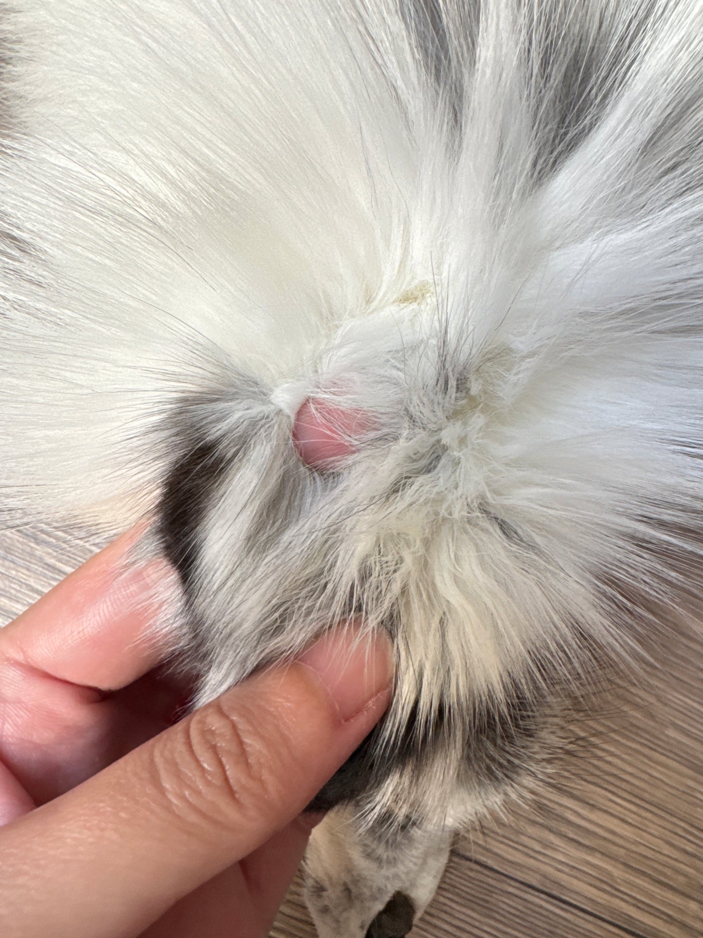 Cross Marble fox pelt (1)