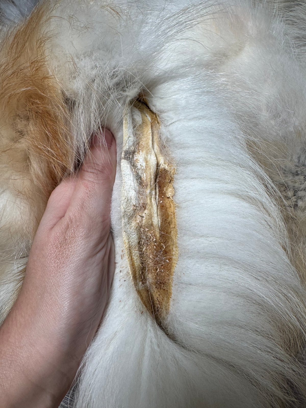 Arctic tanuki pelt (6)