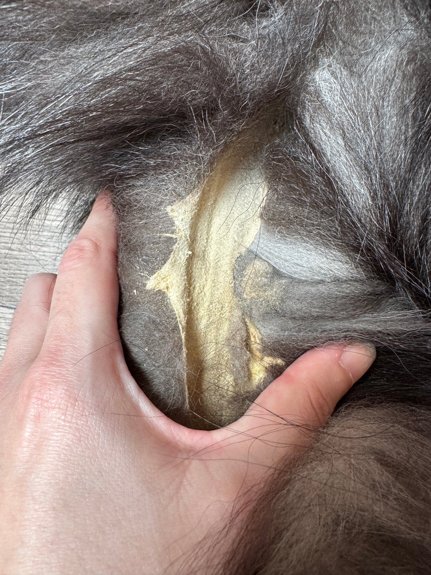 Silver fox pelt (4)