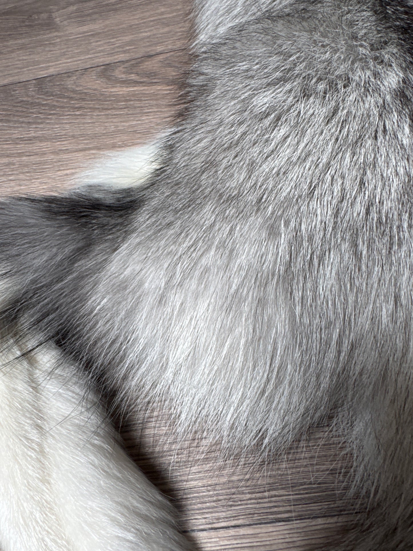 Platinum fox pelt (4)