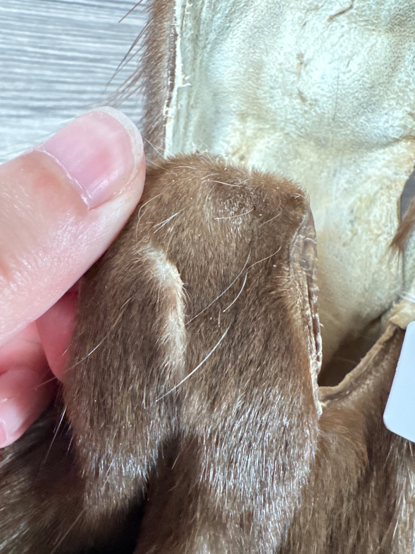 Burgundy fox pelt (16)