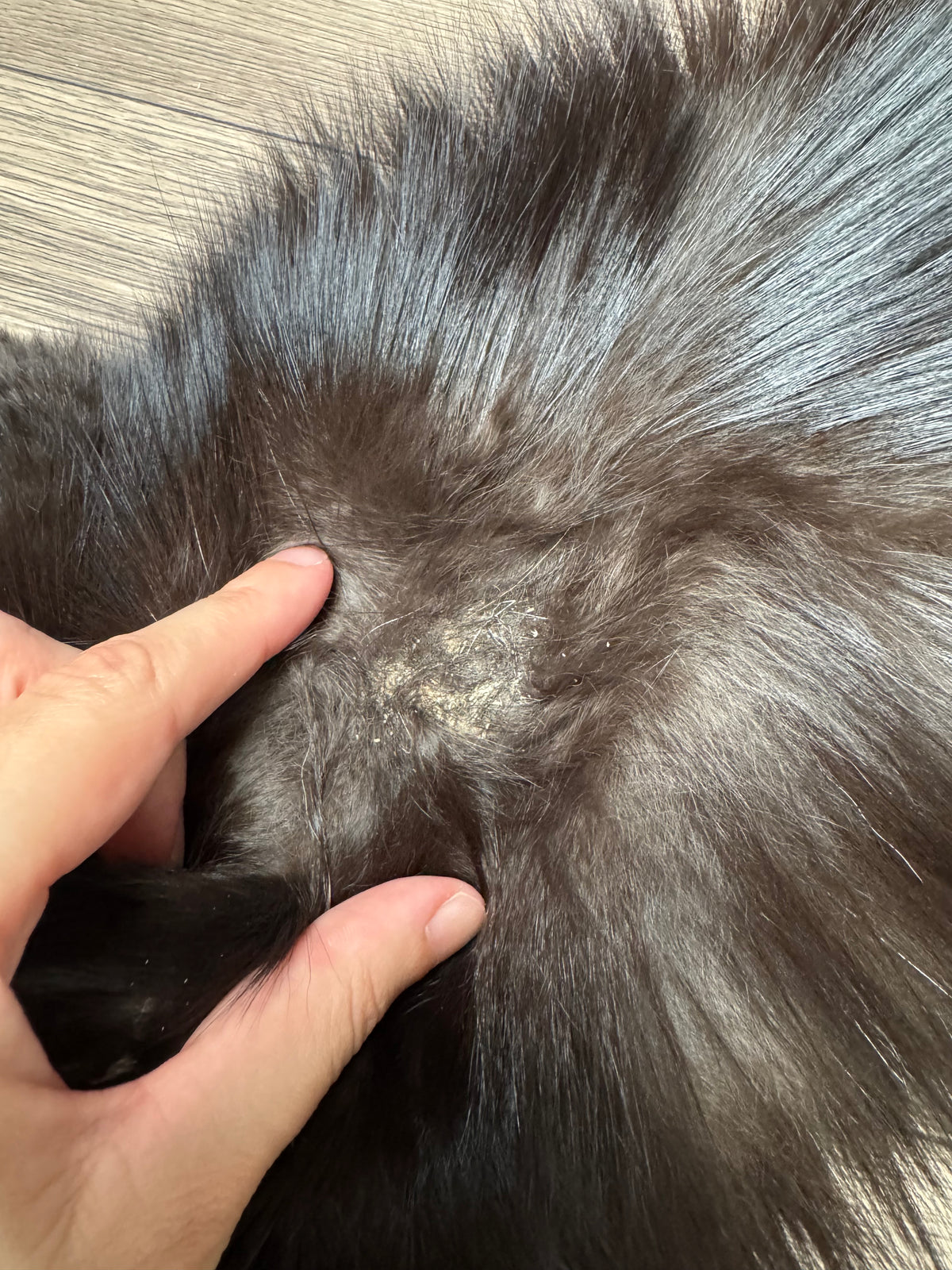 Silver fox pelt (15)