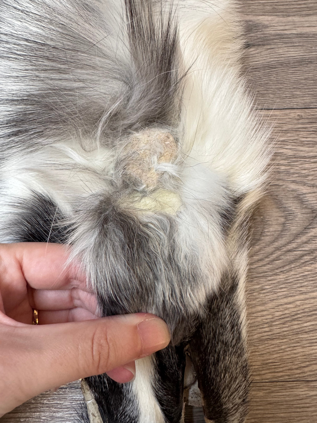 Marble Frost fox pelt (13)