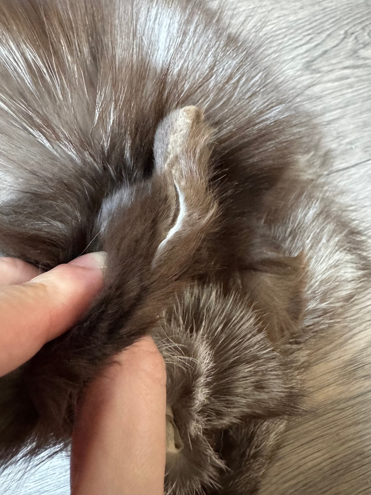 Polish Pastel fox pelt (17)