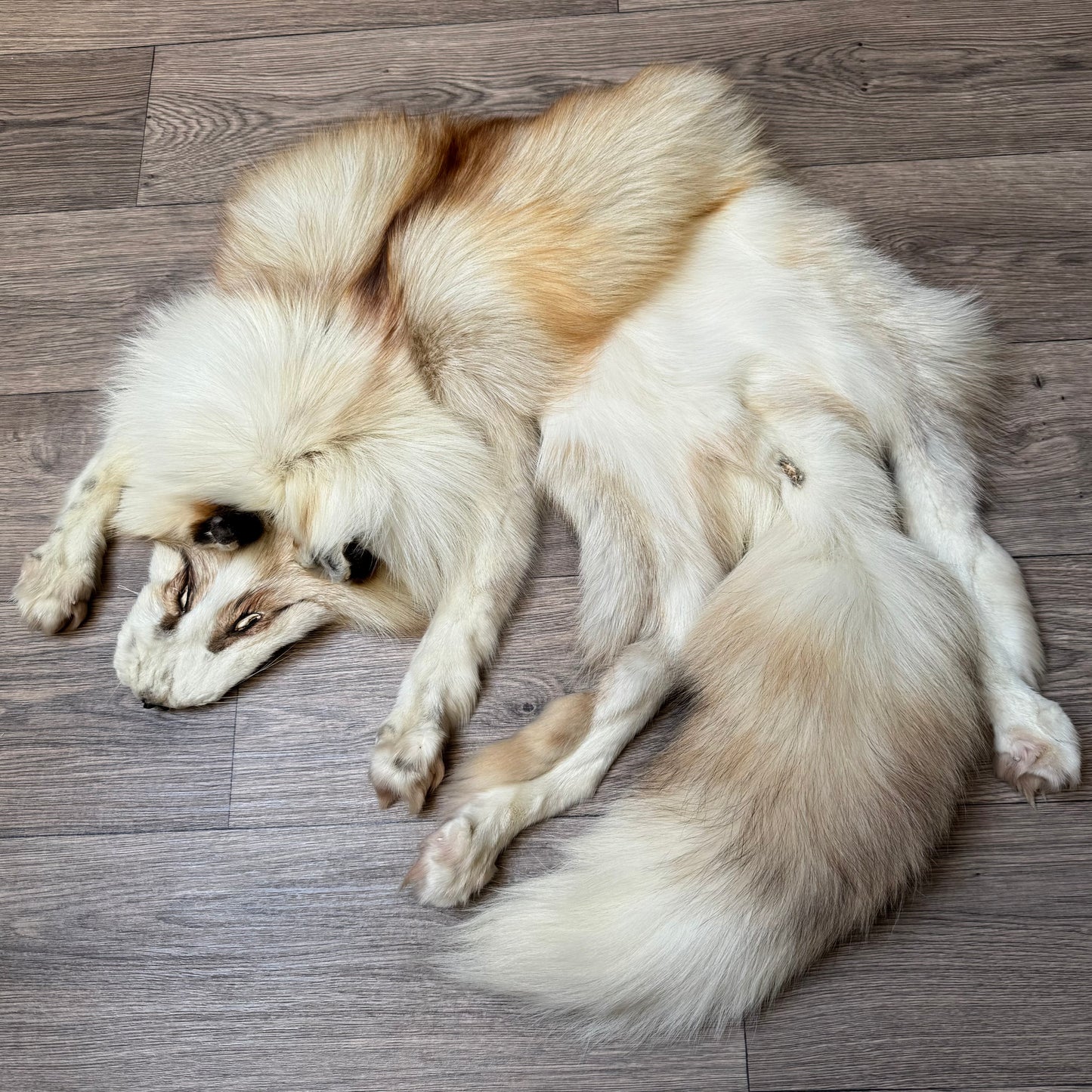 Male Gold Platinum fox mountable pelt (tag 21)