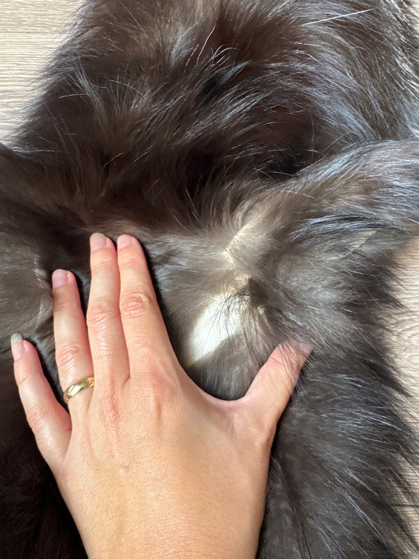 Silver fox pelt (16)