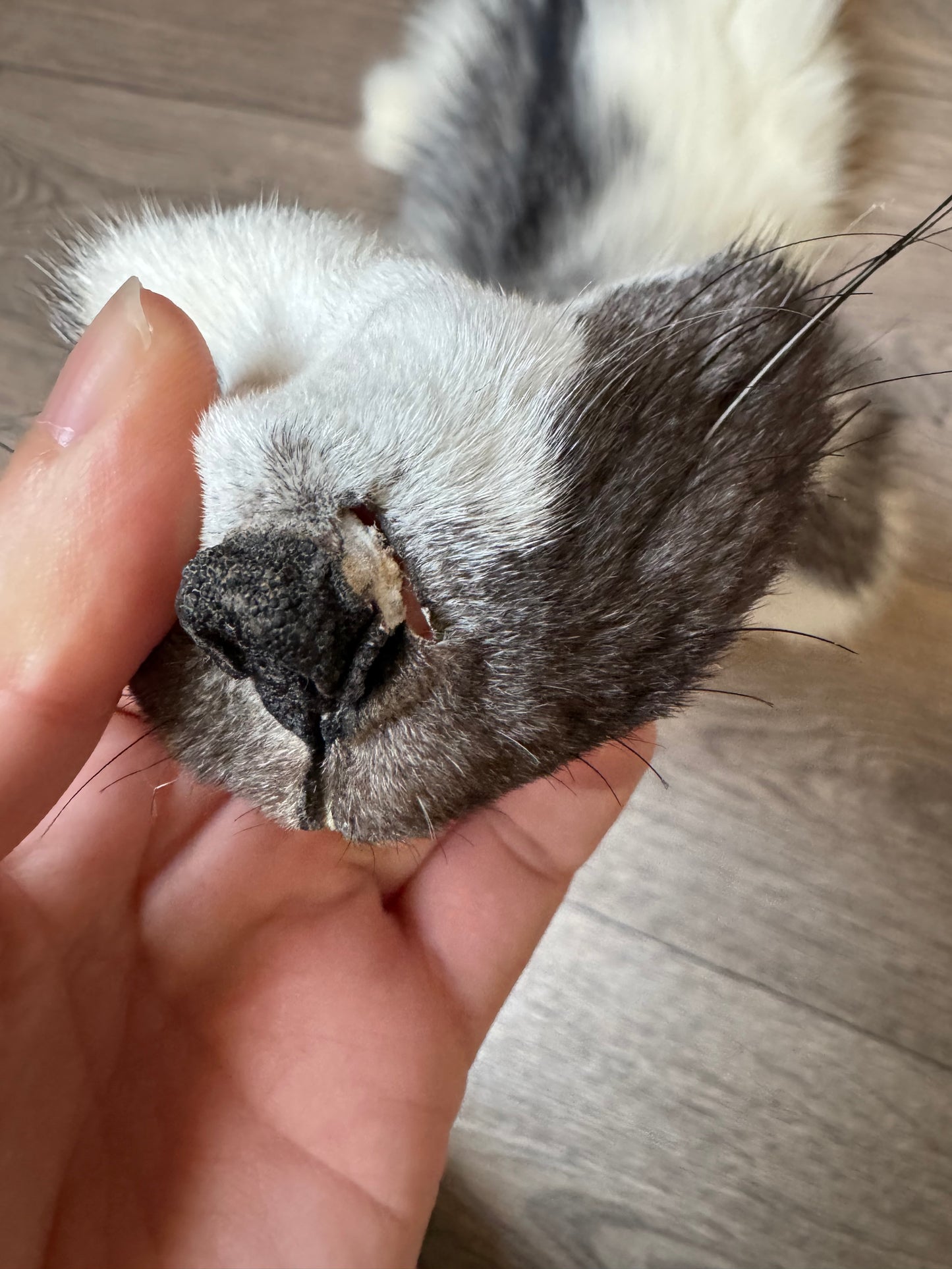 Marble Frost fox pelt (12)