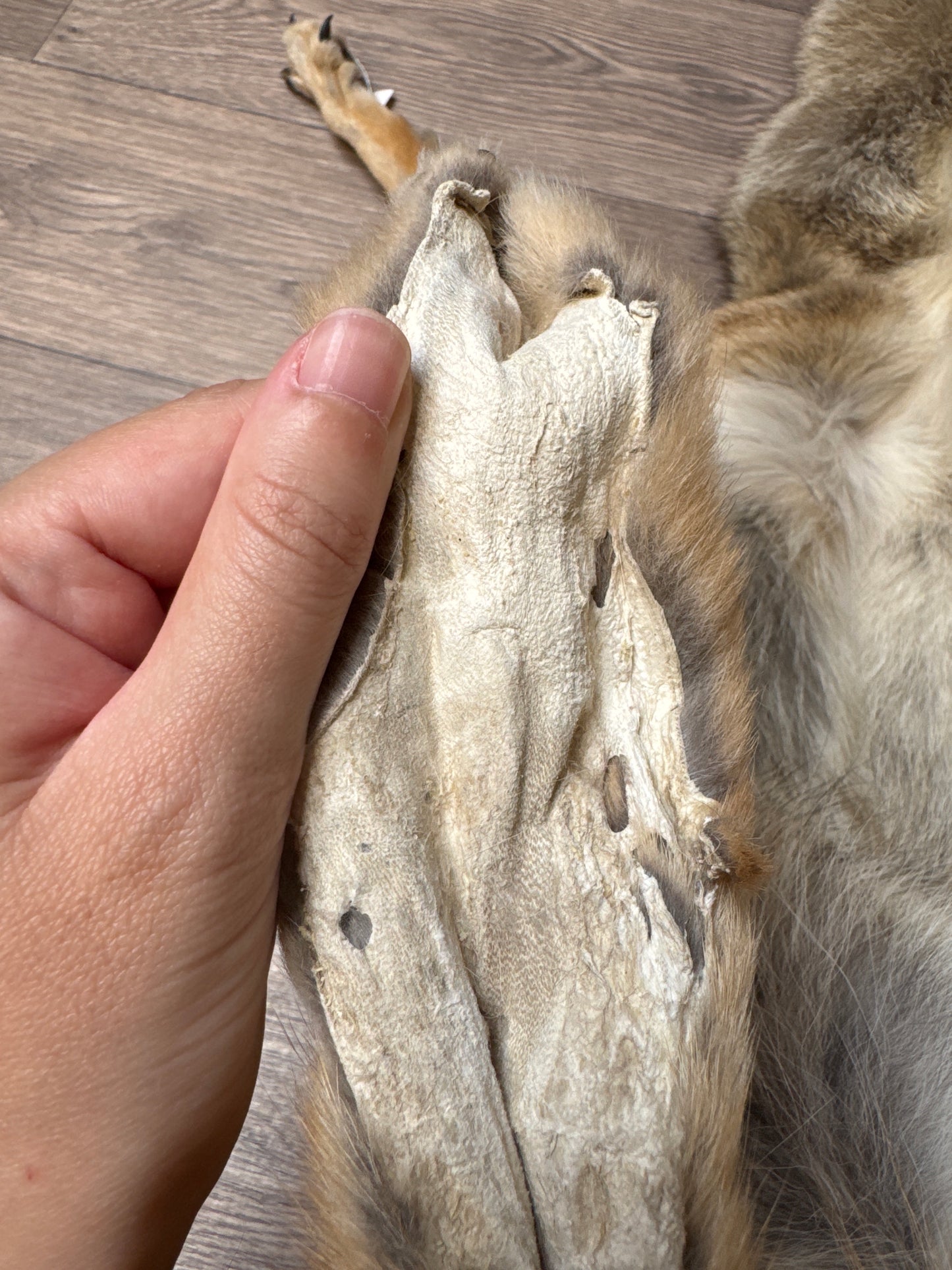 Male coyote mountable pelt (4)