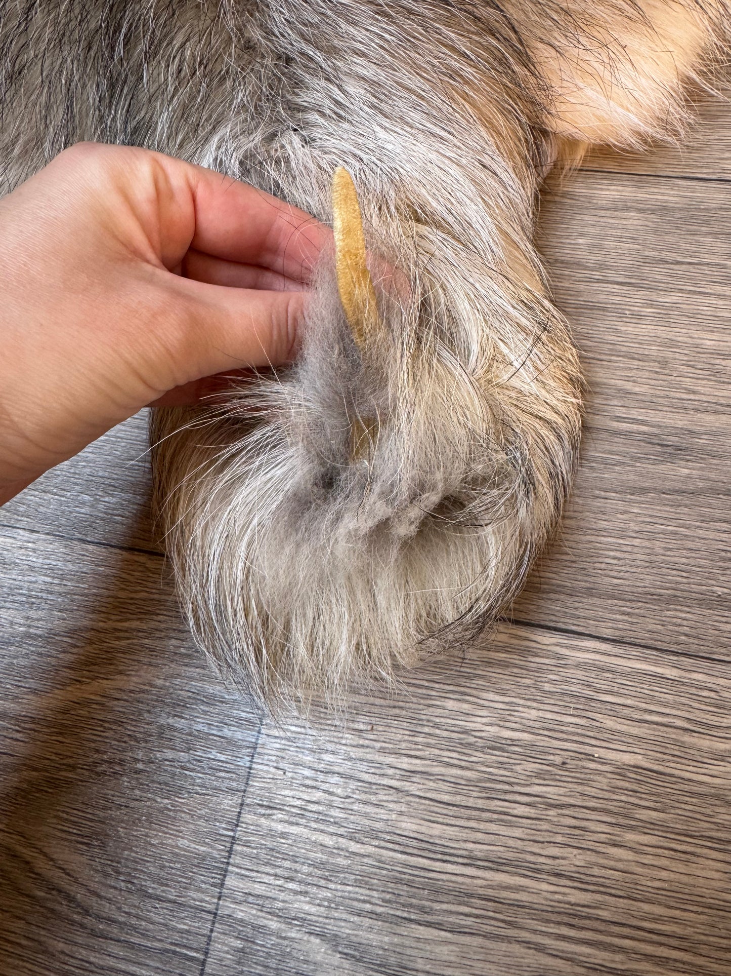 Marble tanuki pelt (17)