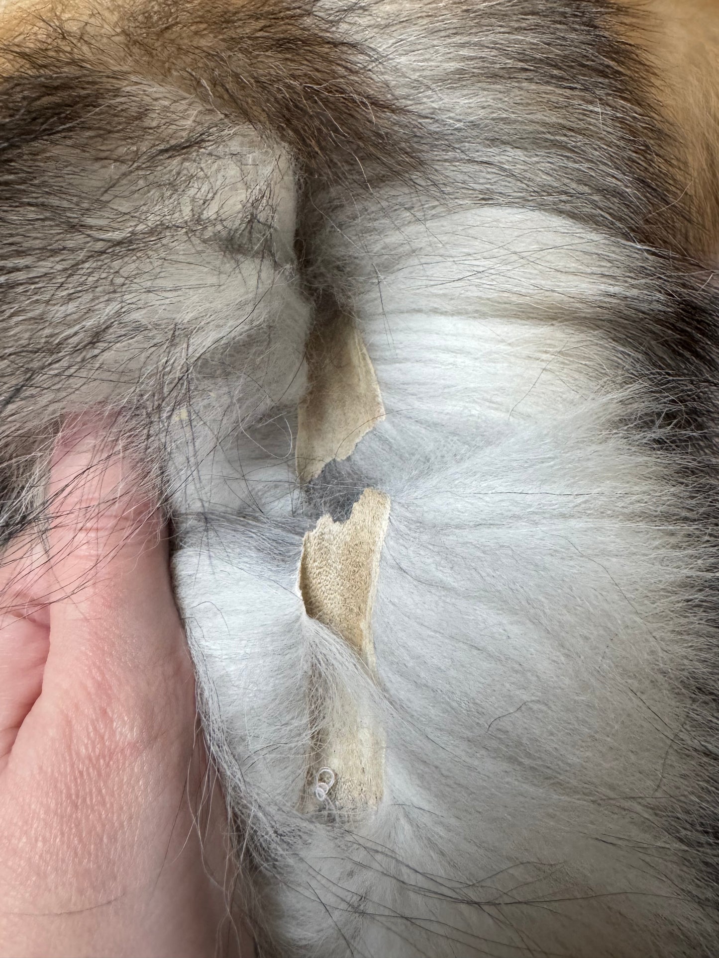 Male Gold Ringneck fox mountable pelt (tag 40)