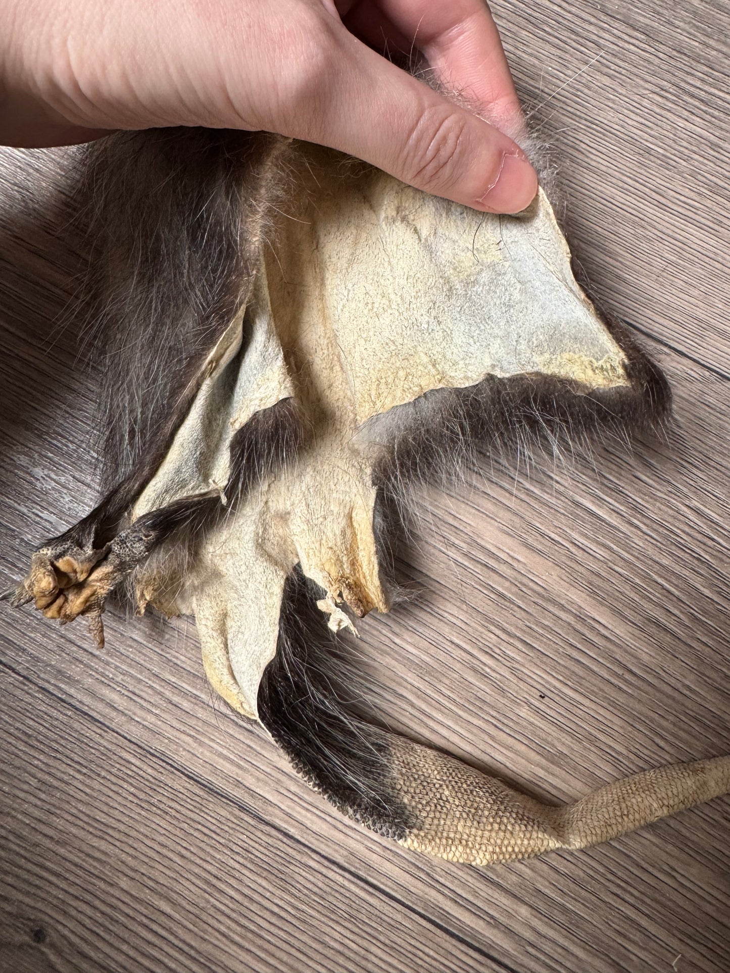 Female opossum mountable pelt (10)