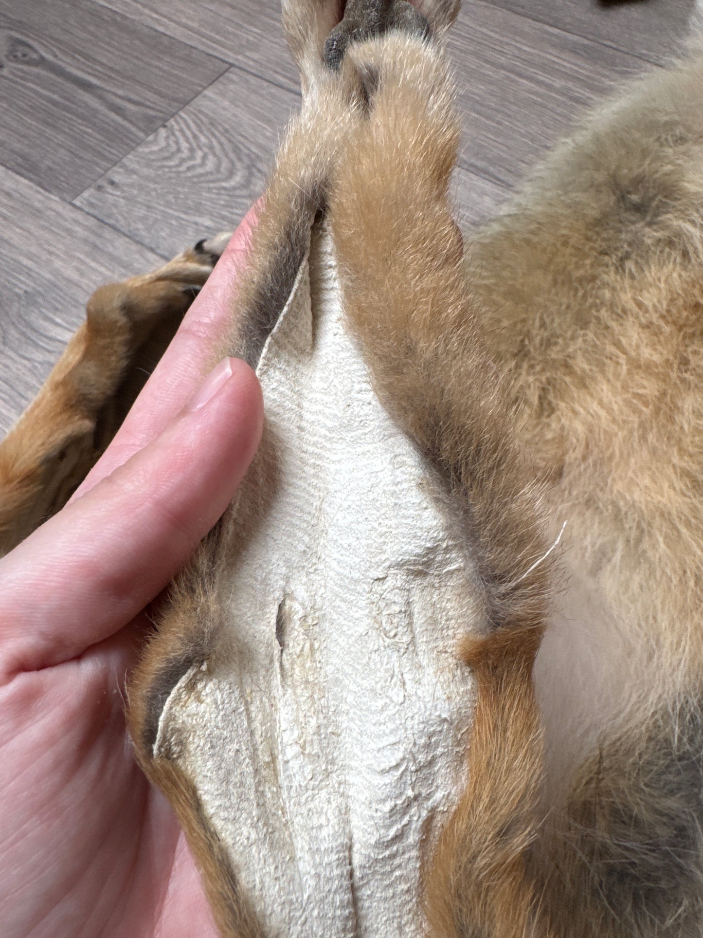 Male coyote mountable pelt (1)