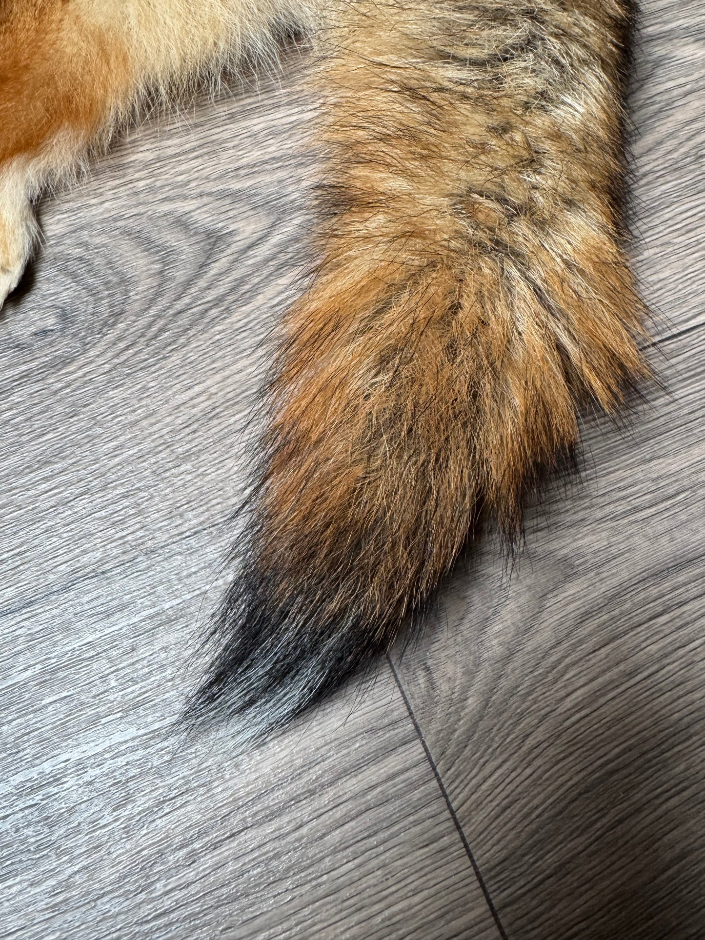 Coyote pelt (13)