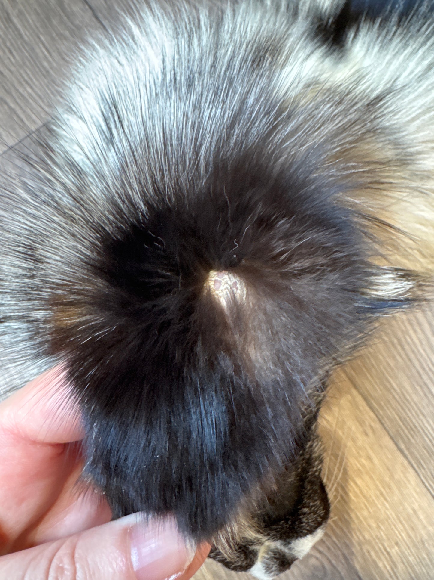 Cross Whitemark fox pelt (8)