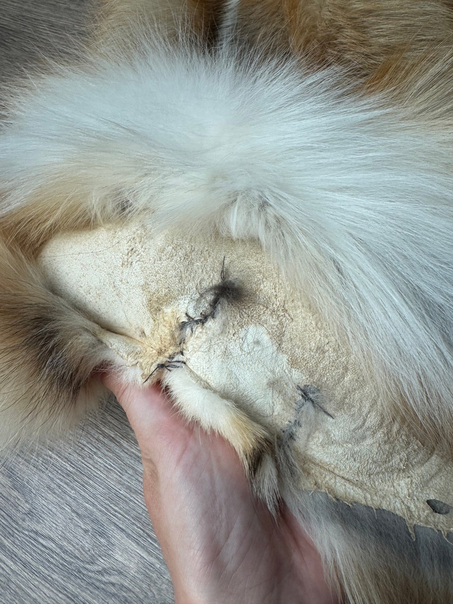 Gold Ringneck fox pelt (2)