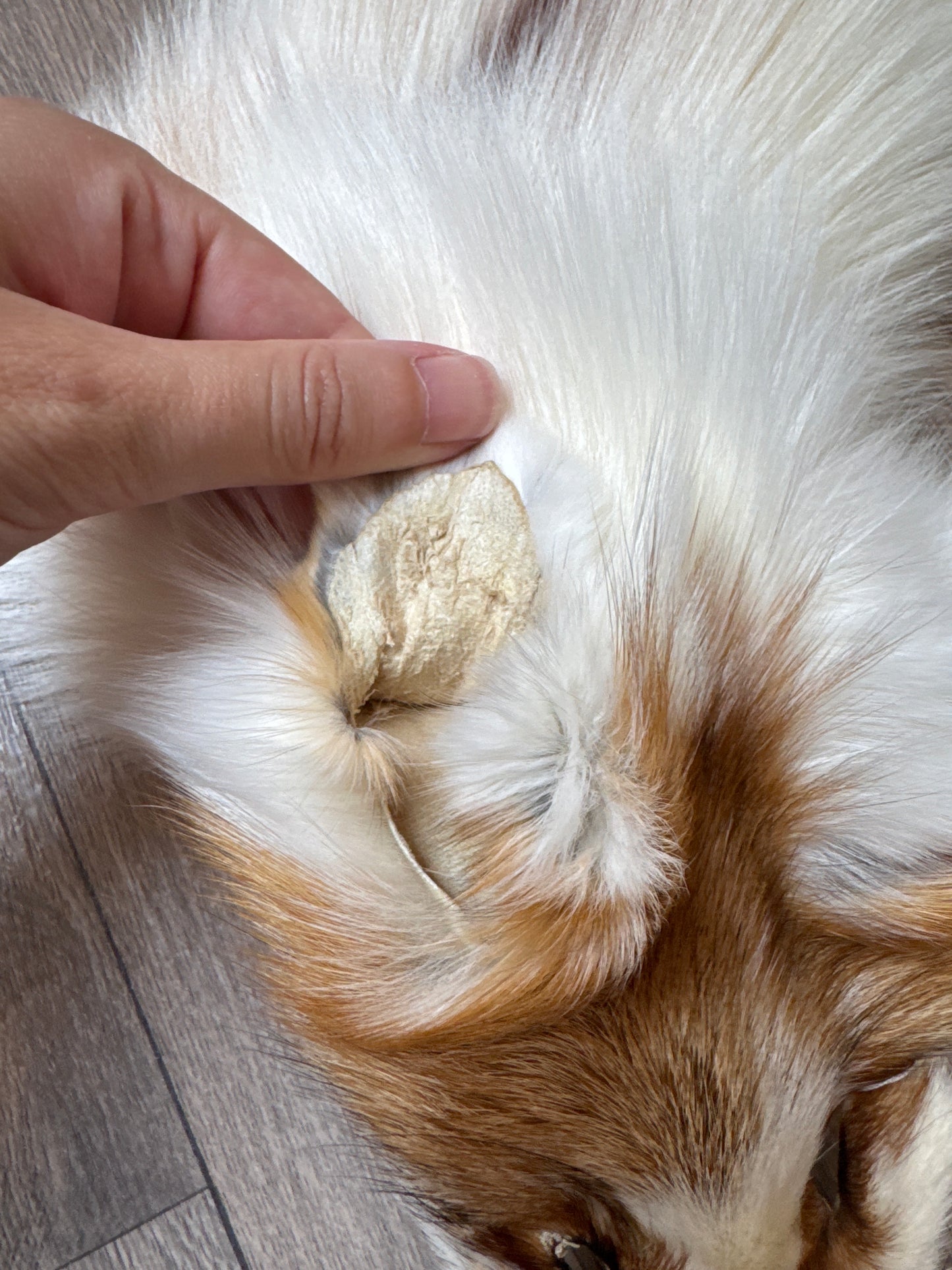 Sun Glow fox pelt (20)