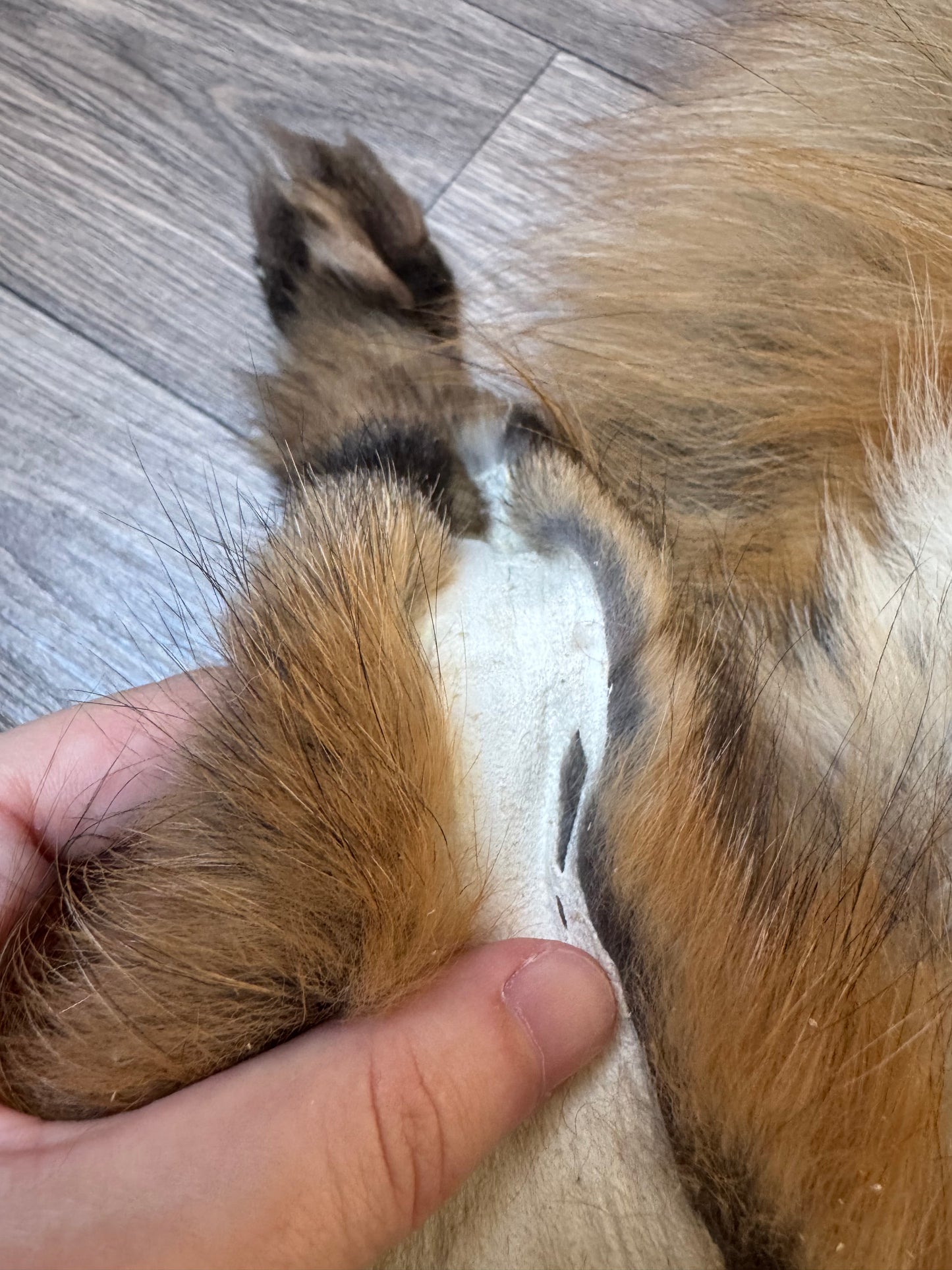 Male Gold fox mountable pelt (tag 73)