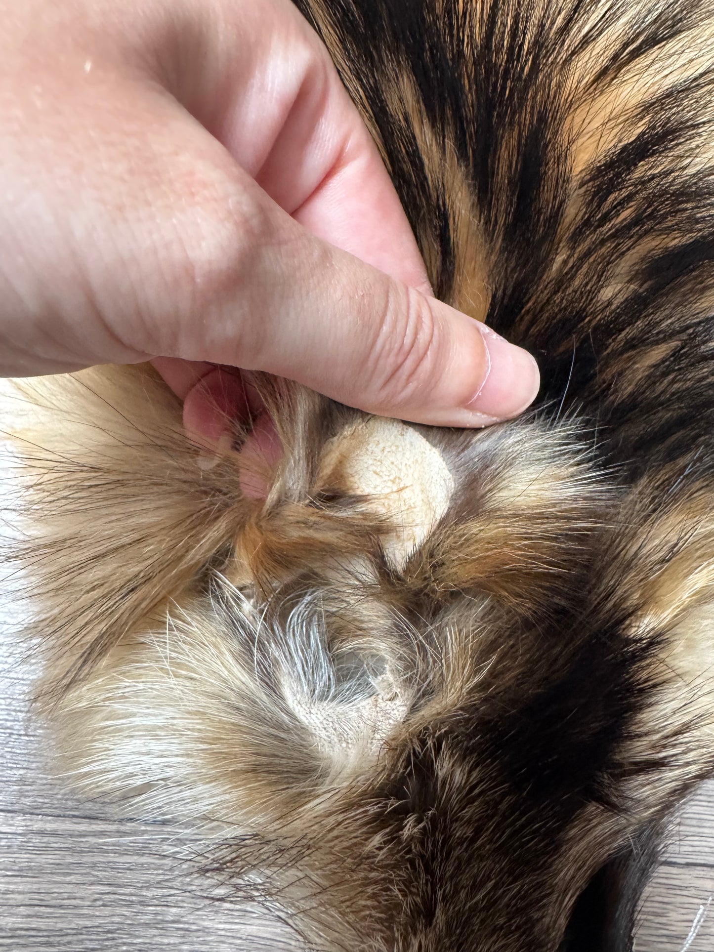 Tanuki pelt (8)