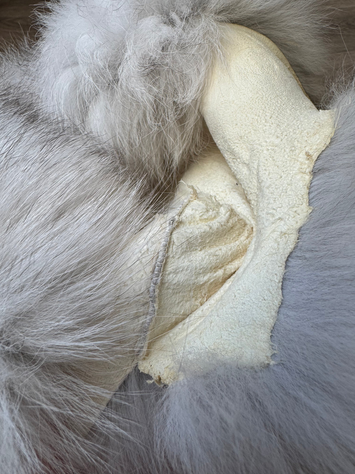Blue fox pelt (1)