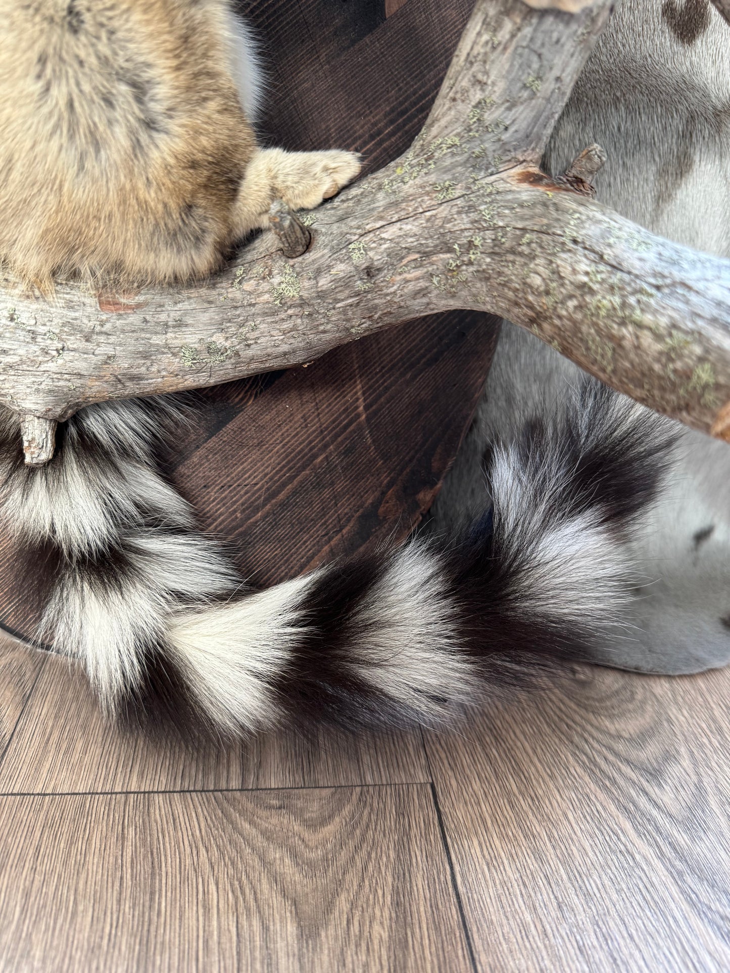 Lifesize ringtail cat traditional mount