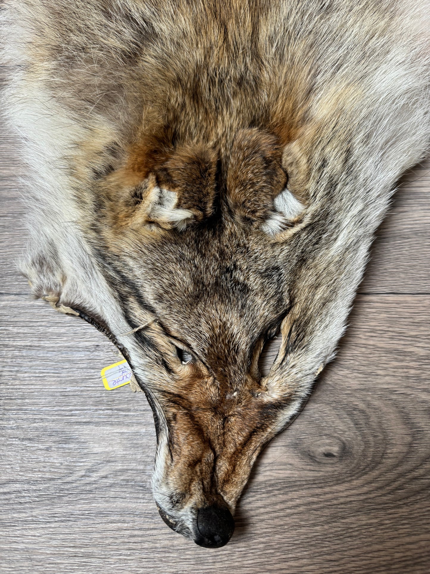 Coyote pelt (14)