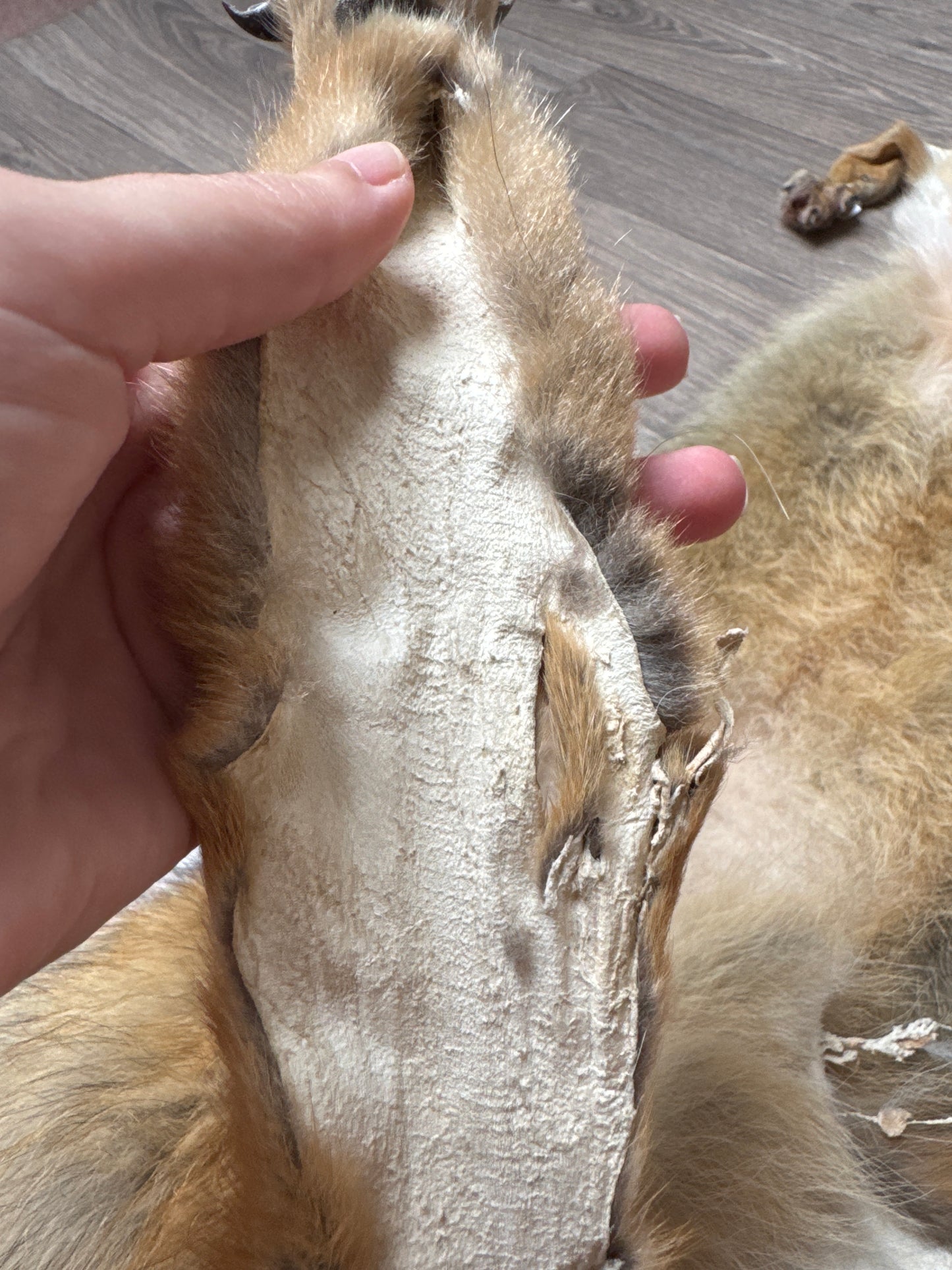 Male coyote mountable pelt (1)