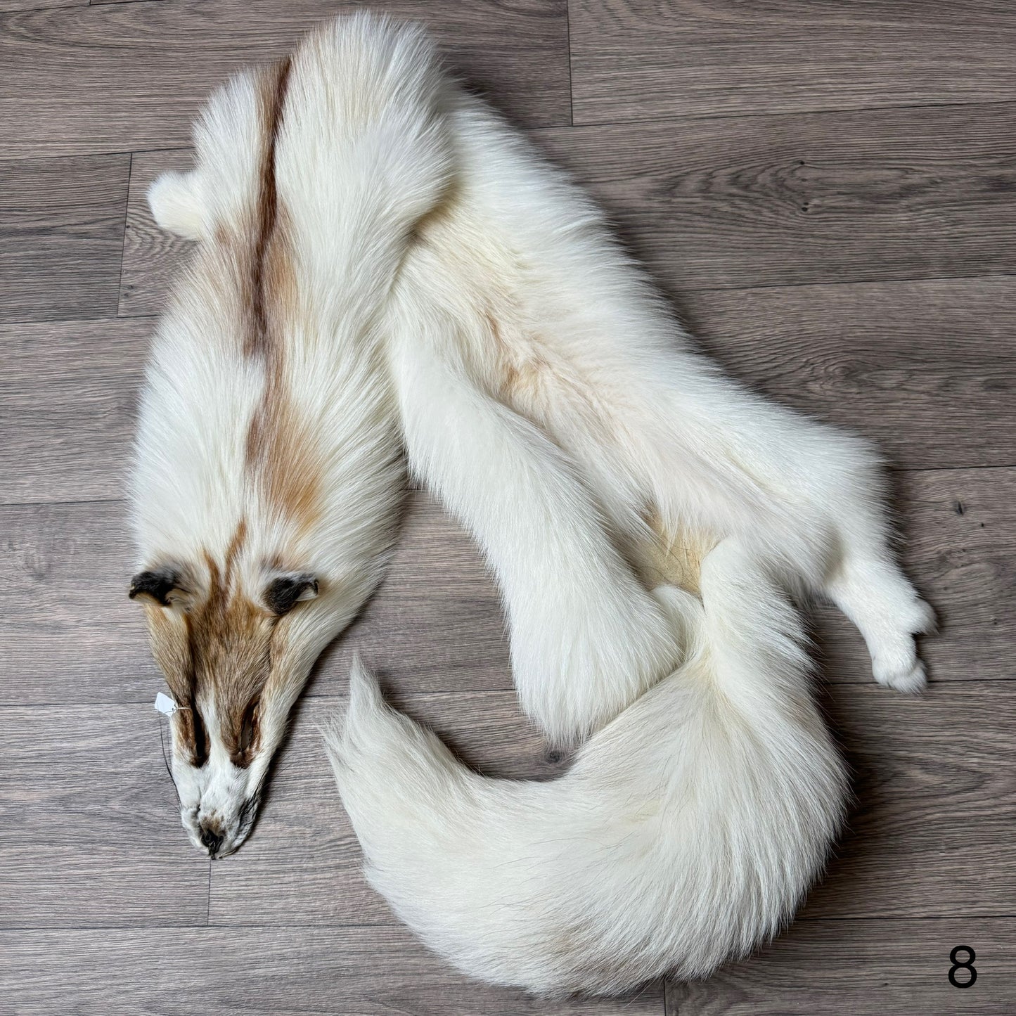 Sun Glow fox pelt (8)