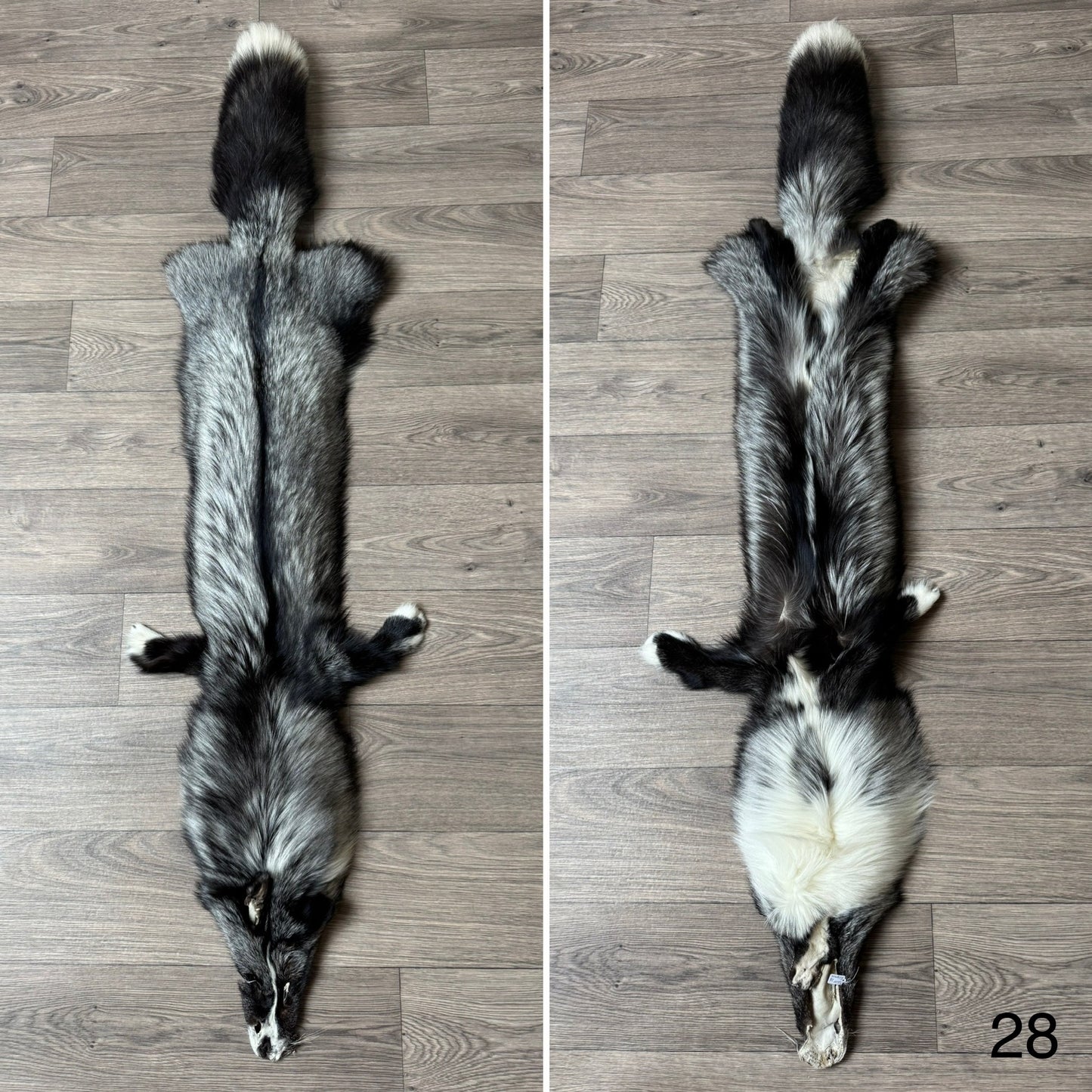 Silver Ringneck fox pelt (28)