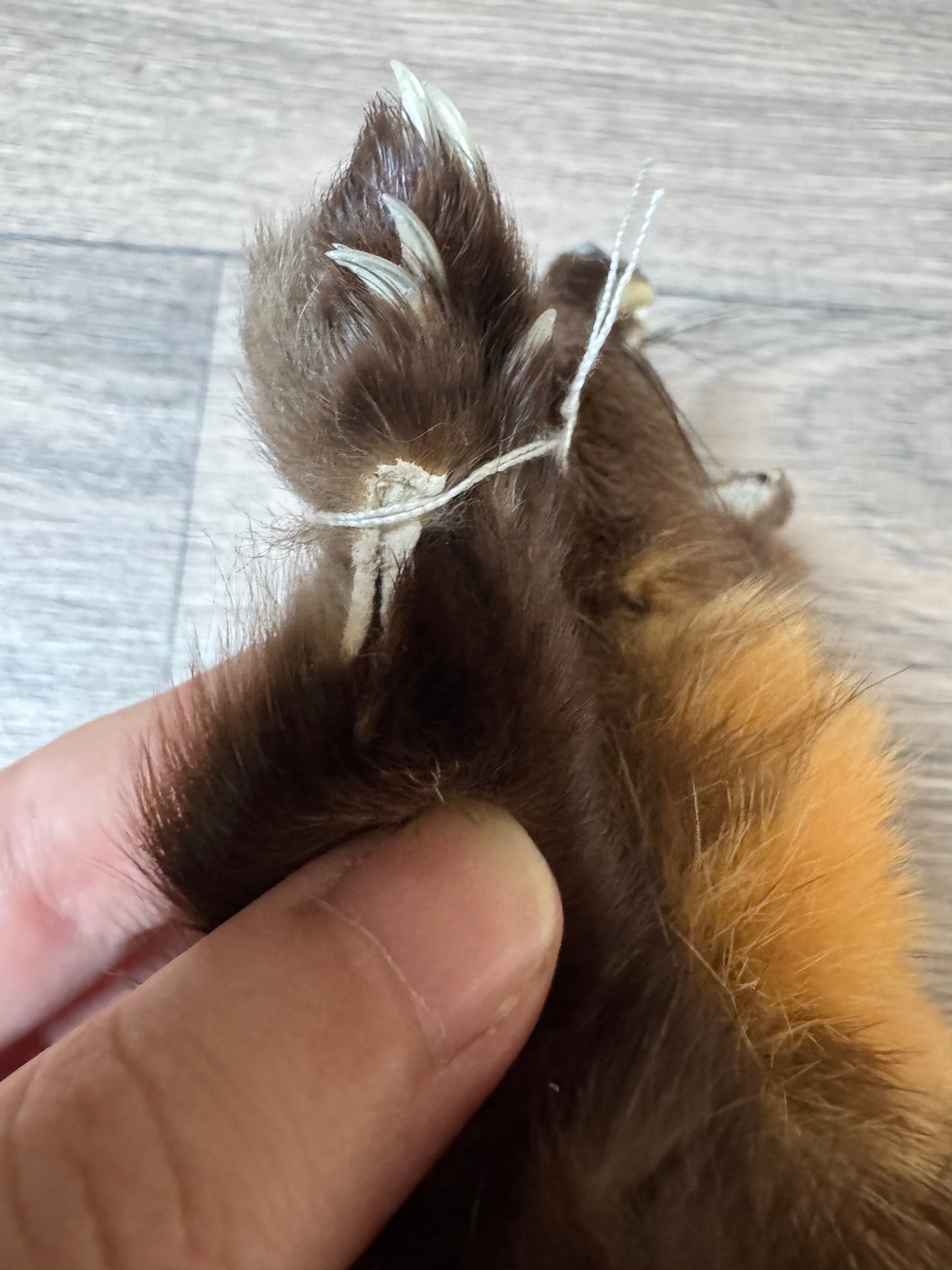 Female pine marten mountable pelt (2)